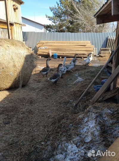 Продам индоуток и гусей