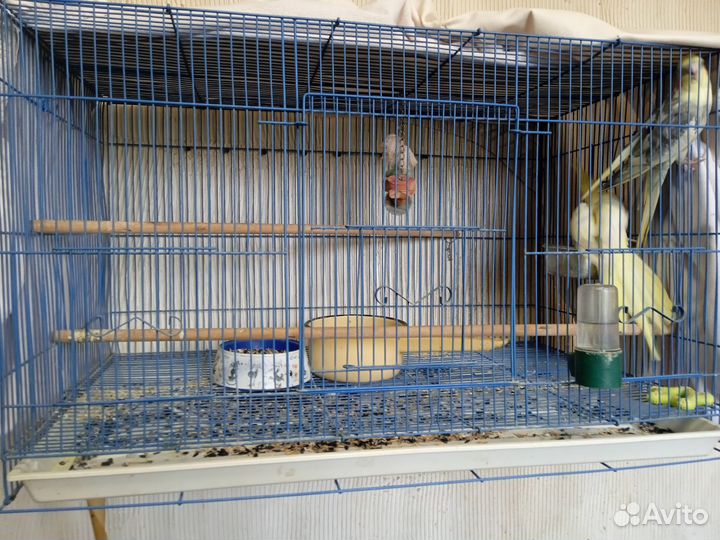 Попугай корелла с клеткой 6000. 2 попугая