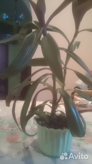 Традесканция Рео