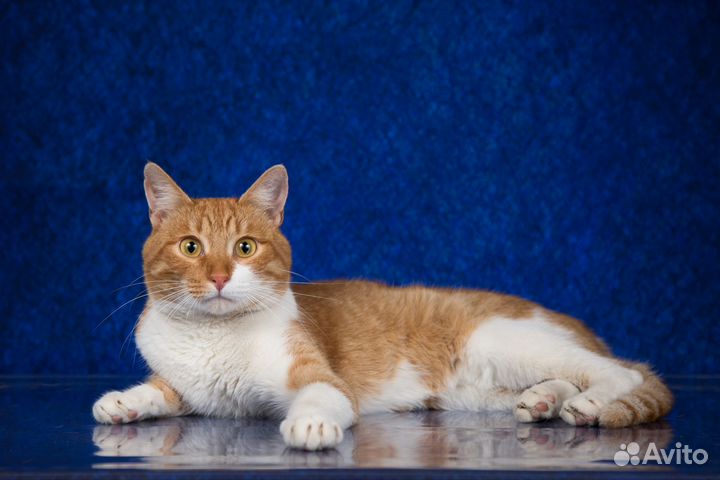 Отдам рыжего кота в добрые руки