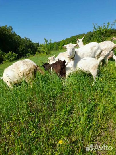 Продажа дойных коз