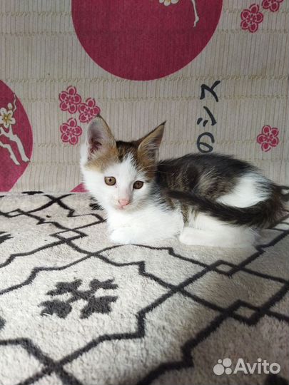 Котятки в добрые руки