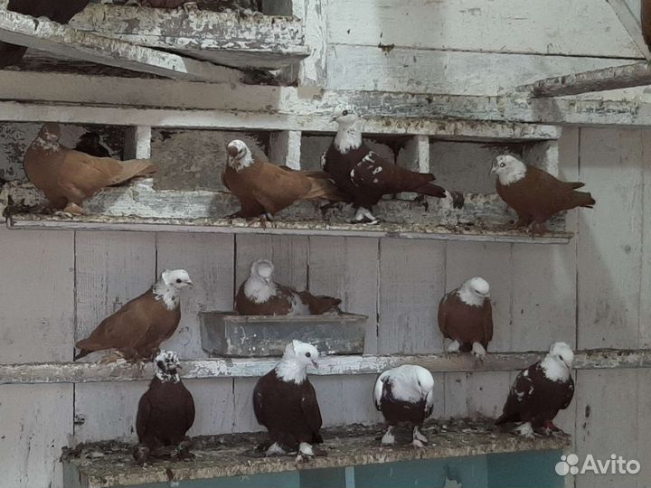 Продажа голубей