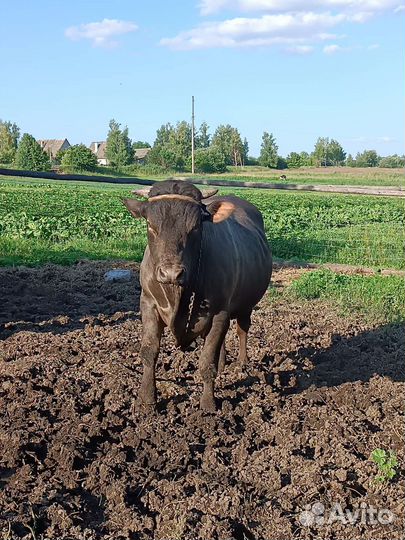 Бык на племя