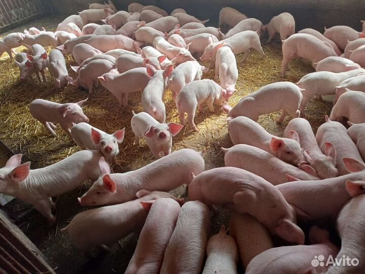 Поросята