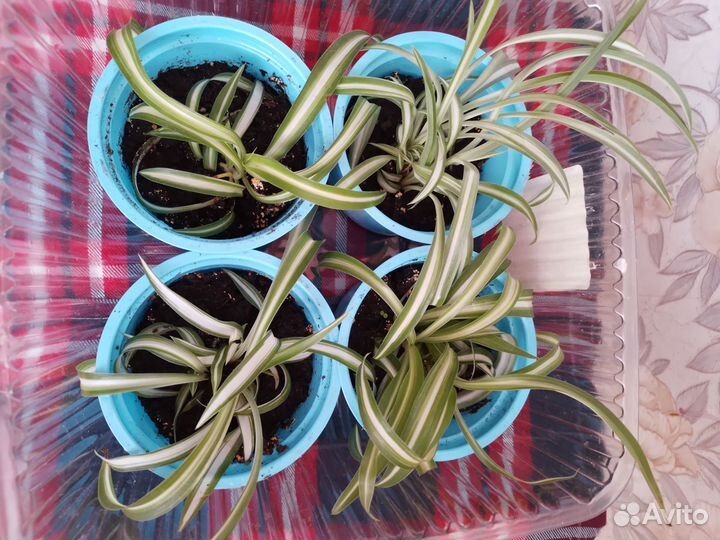 Хлорофитум