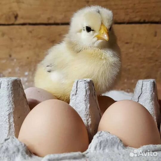 Суточные птенцы броллеры кобб-500