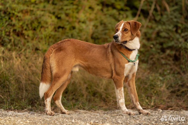 Собака в добрые руки