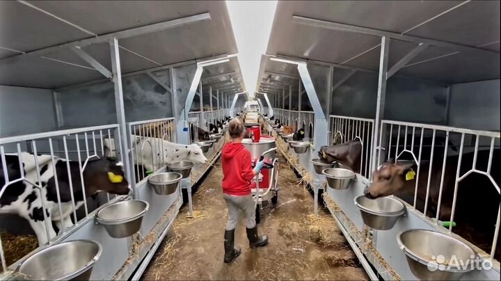 Телята бычки