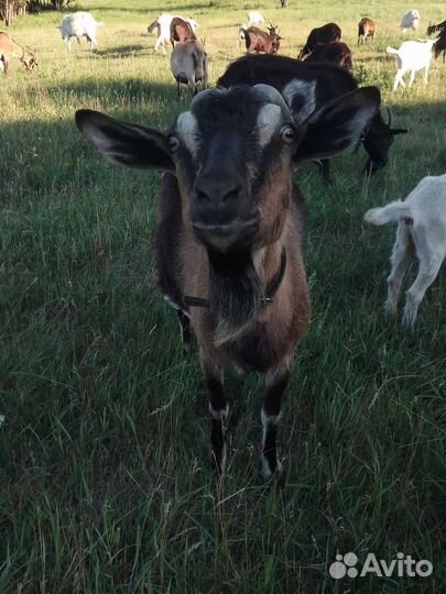 Молоко козье