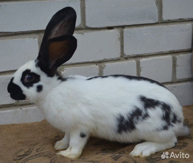 Кролики, комбикорм