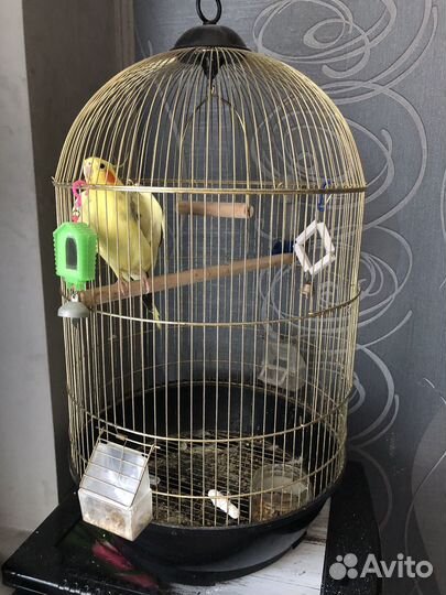 Попугай Корэлла