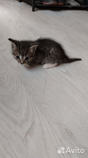 Котёнок и кошка