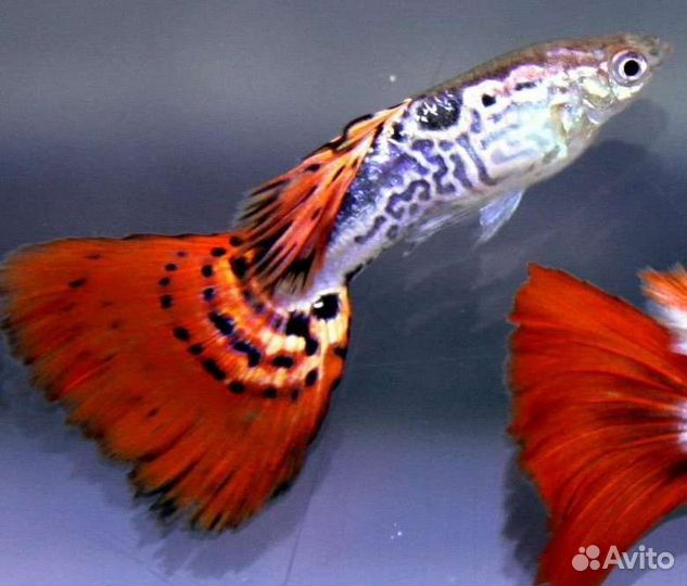 Гуппи кои тукседо