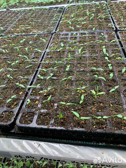 Рассада острого перца - сорт Харакири