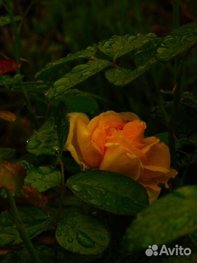 Фотоаппарат nikon coolpix b500