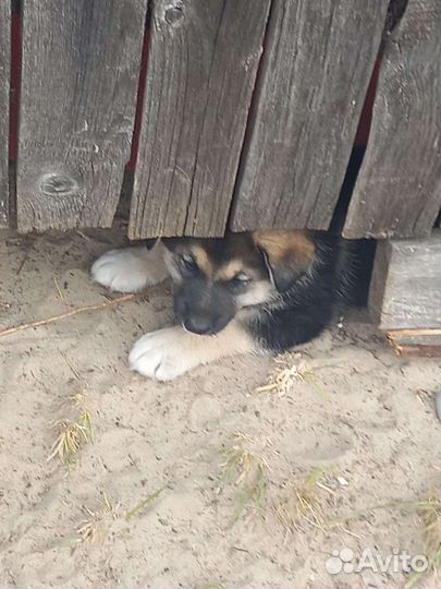 Отдам бесплатно