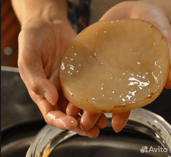 Продаю чайный гриб