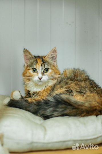 Кошка в добрые руки