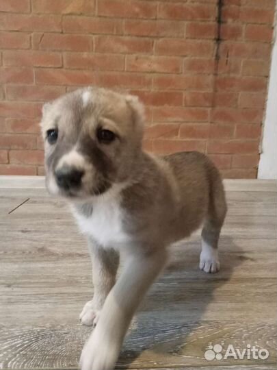 Щенки сао алабай