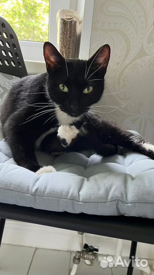 Черный котенок бесплатно