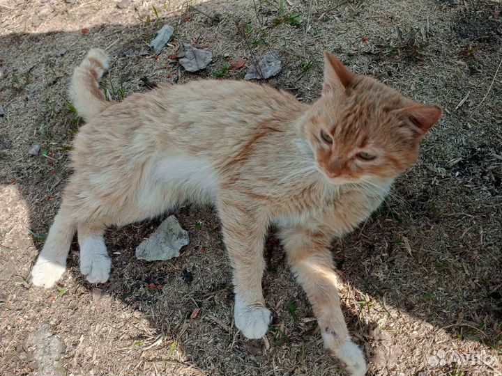 Отдам в добрые руки