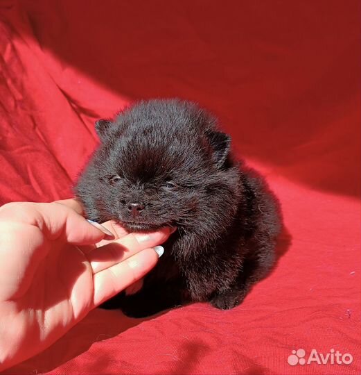 Уголёк померанский шпиц