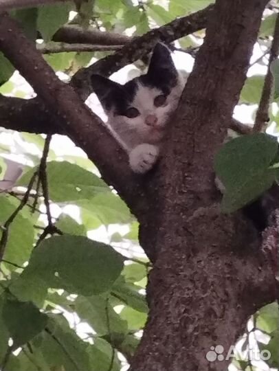 Отдам кота в добрые руки