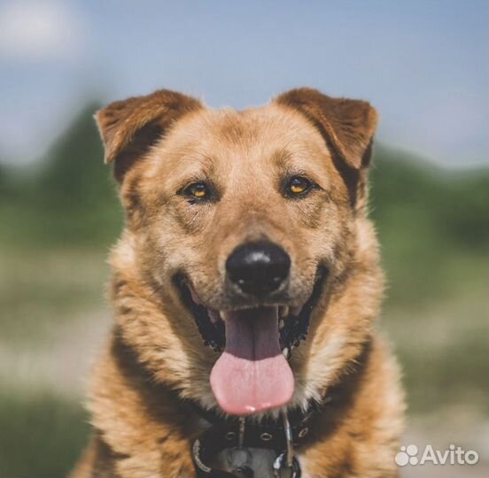 Метис овчарки и пинчера добрые руки