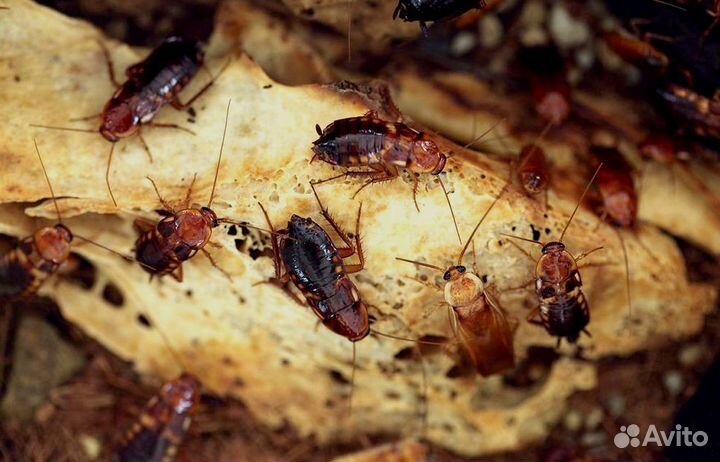 Уничтожение клопов, тараканов, грызунов, блох