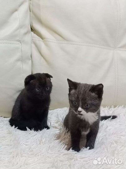 Котята