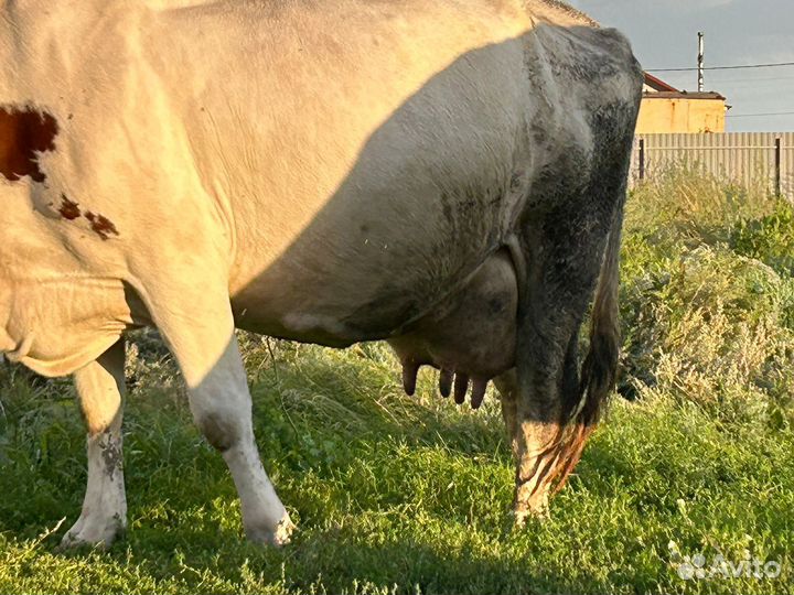 Коровы дойные молочные