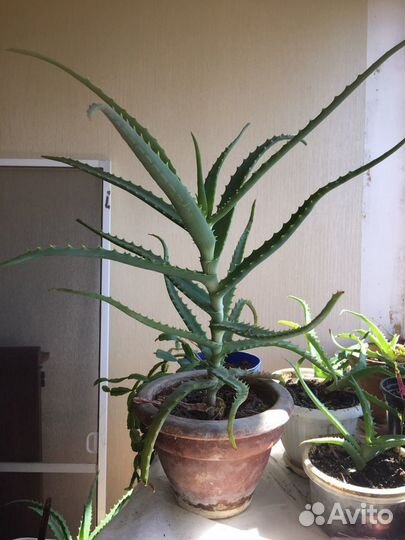 Растения Алое, денежное дерево Толстянка, Декабрис