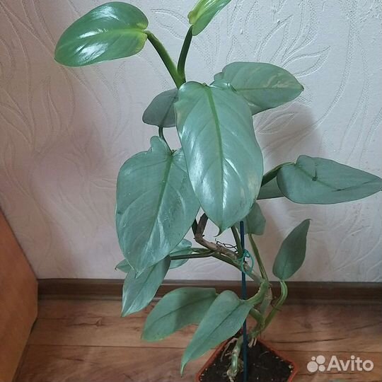 Филодендрон копьевидный грей