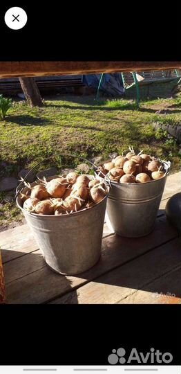 Семенной картофель