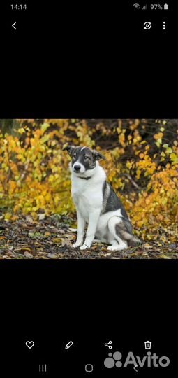 Булочка Щенок девчуля ищет дом Мампап найдись