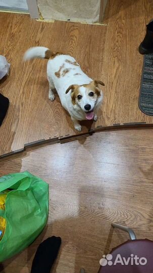 Собака в добрые руки отдам бесплатно