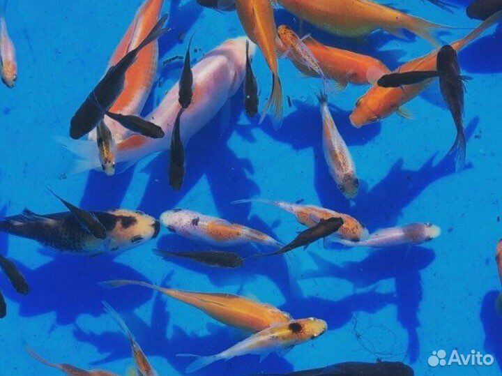 Рыба комета