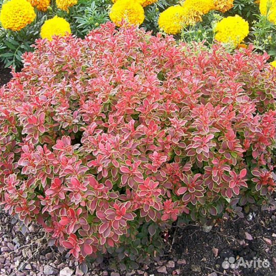 Барбарис Голден Ринг