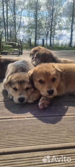 Щенки Западно сибирская лайка бесплатно