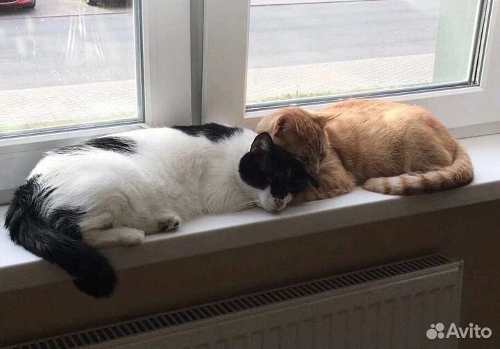 Котики Сёма и Лёва в добрые руки