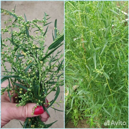 Эстрагон (тархун)