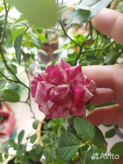 Комнатная роза