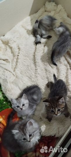 Прекрасные котята