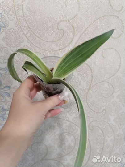 Суккуленты