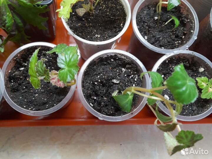 Бегония ампельная розовая