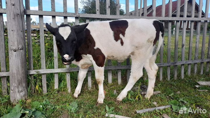 Телочка 3,5 месяца