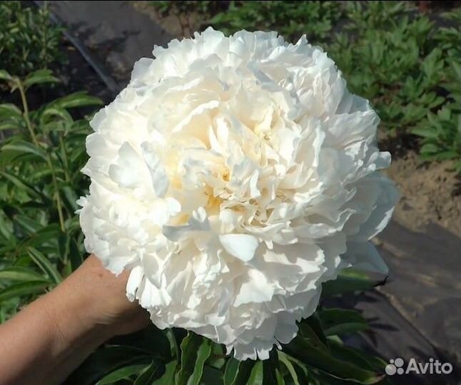 Саженцы пионов