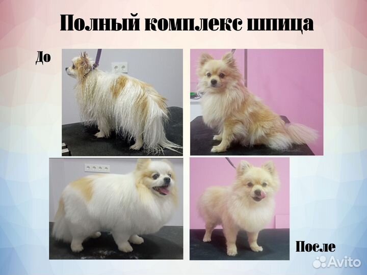 Груминг собак с выездом на дом