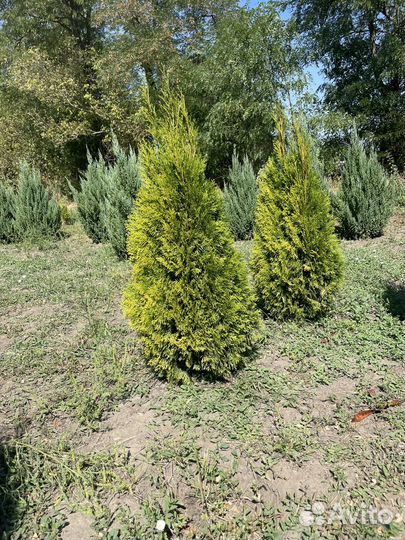 Туя смарагд можевельник Стрикта